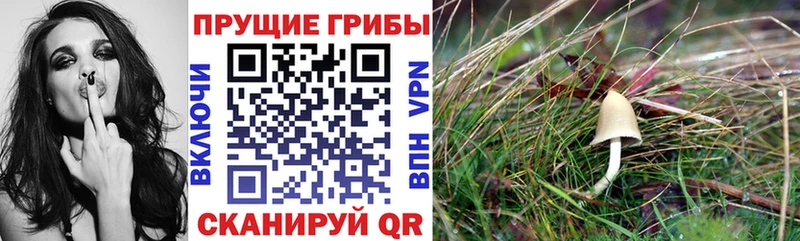 hydra ТОР  Харабали  Галлюциногенные грибы Psilocybe 